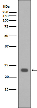 Bak Rabbit Polyclonal Antibody