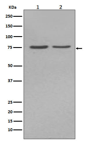 Alkaline Phosphatase Rabbit Polyclonal Antibody