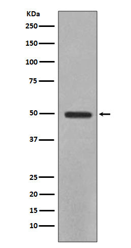 YB1 Rabbit Polyclonal Antibody