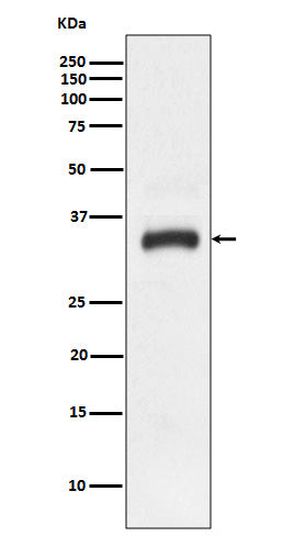 Junctional Adhesion Molecule 1 Rabbit Polyclonal Antibody