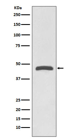 TSG101 Rabbit Polyclonal Antibody