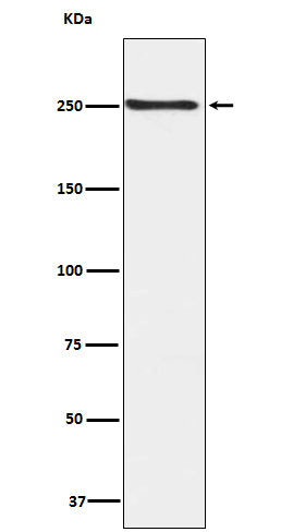 Phospho-mTOR (Ser2448) Rabbit Polyclonal Antibody
