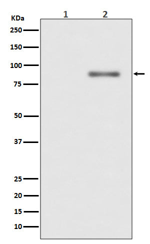 Phospho-PKC alpha (Thr638) Rabbit Polyclonal Antibody