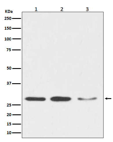 DDIT3 Rabbit Polyclonal Antibody