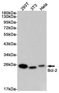 Bcl2 Rabbit Polyclonal Antibody
