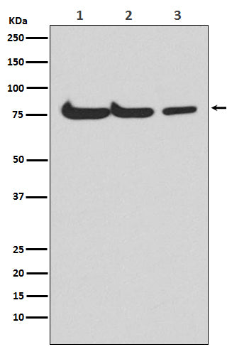 ATG7 Rabbit Polyclonal Antibody
