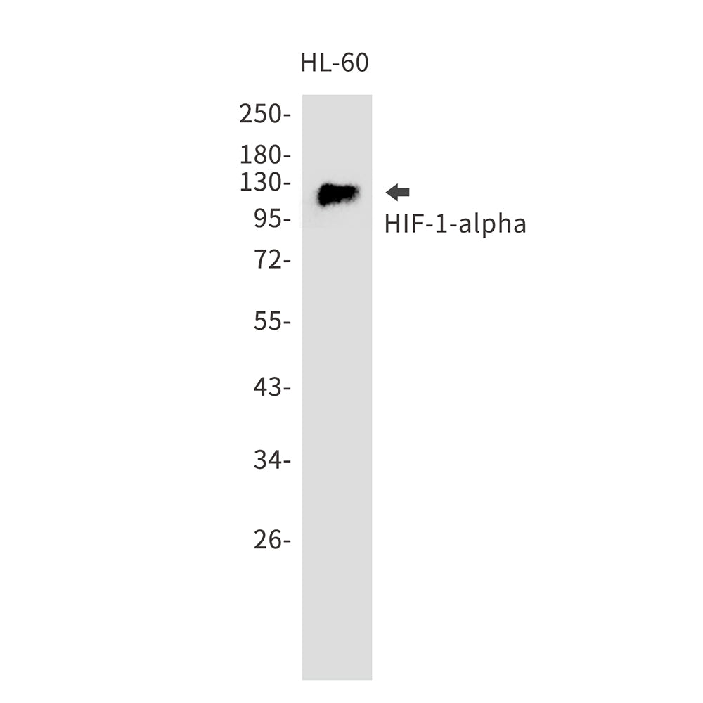 HIF1 alpha Rabbit Polyclonal Antibody