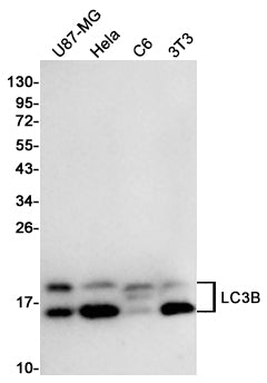 LC3B Rabbit Polyclonal Antibody