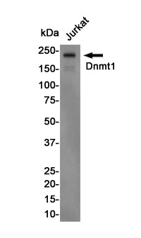 Dnmt1 Rabbit Polyclonal Antibody