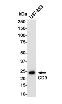 CD9 Rabbit Polyclonal Antibody