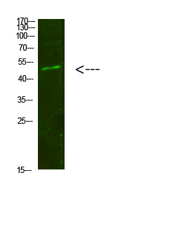 Smad1/5/9 Rabbit Polyclonal Antibody