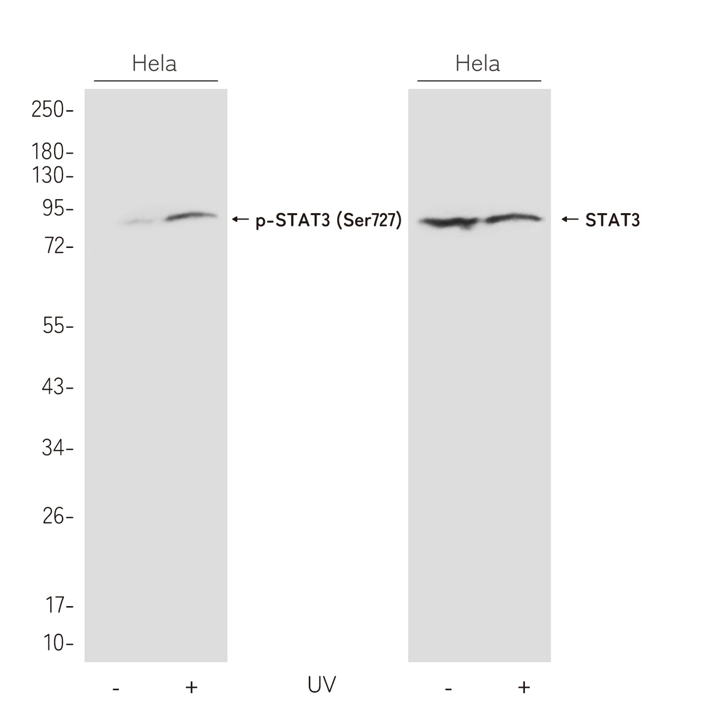 Phospho-STAT3 (Ser727) Rabbit Polyclonal Antibody