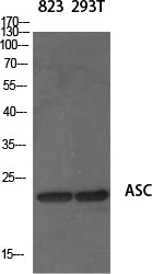ASC Rabbit Polyclonal Antibody