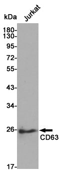 CD63 Rabbit Polyclonal Antibody