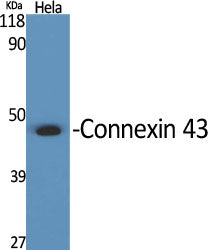 Connexin 43 Rabbit Polyclonal Antibody