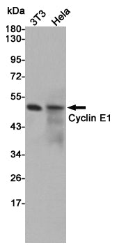 Cyclin E1 Rabbit Polyclonal Antibody