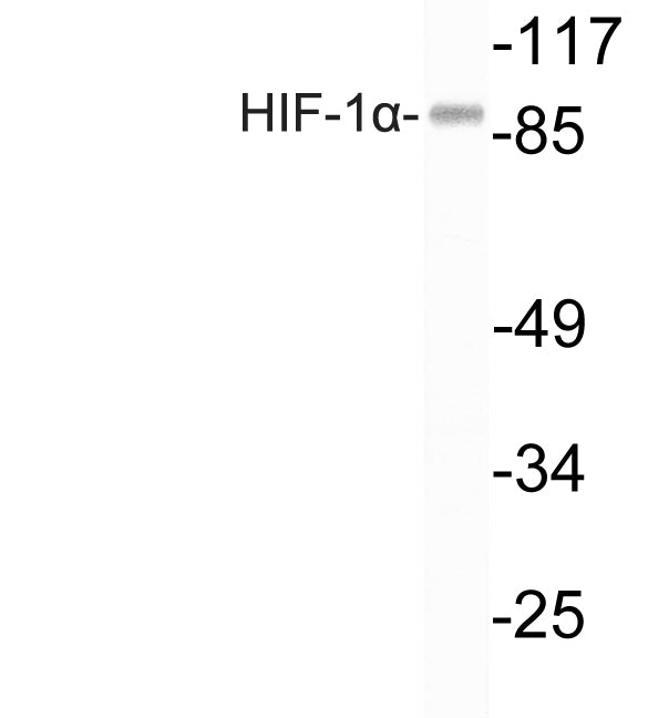 HIF1 alpha Rabbit Polyclonal Antibody