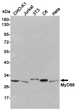 MyD88 Rabbit Polyclonal Antibody