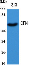 Osteopontin Rabbit Polyclonal Antibody
