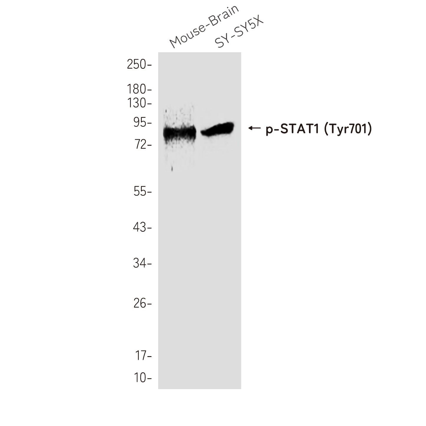 Phospho-STAT1 (Tyr701) Rabbit Polyclonal Antibody