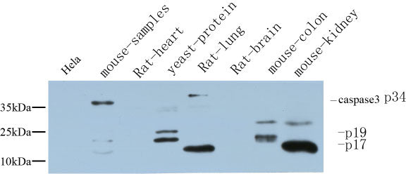 Cleaved-Caspase 3 p17 Rabbit Polyclonal Antibody