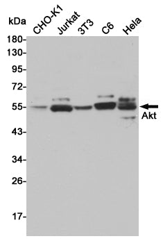 AKT Rabbit Polyclonal Antibody