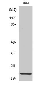 Claudin 1 Rabbit Polyclonal Antibody