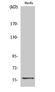 c-Myc Rabbit Polyclonal Antibody