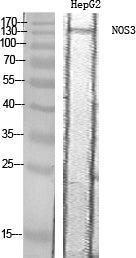 eNOS Rabbit Polyclonal Antibody