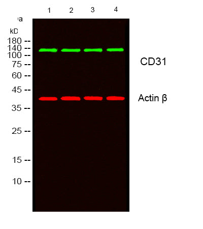 CD31 Rabbit Polyclonal Antibody