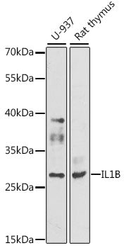 IL-1 beta Rabbit Polyclonal Antibody