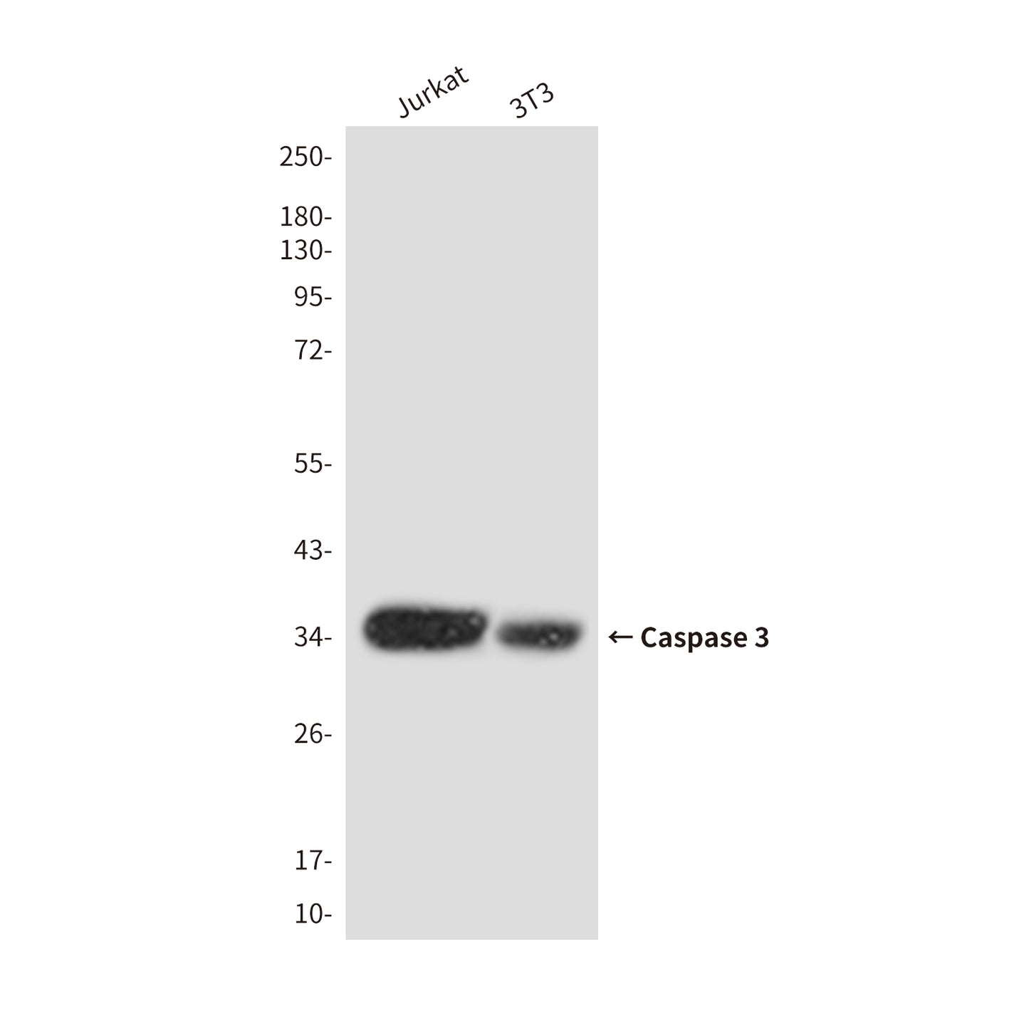 Cleaved-Caspase 3 p17 Rabbit Polyclonal Antibody