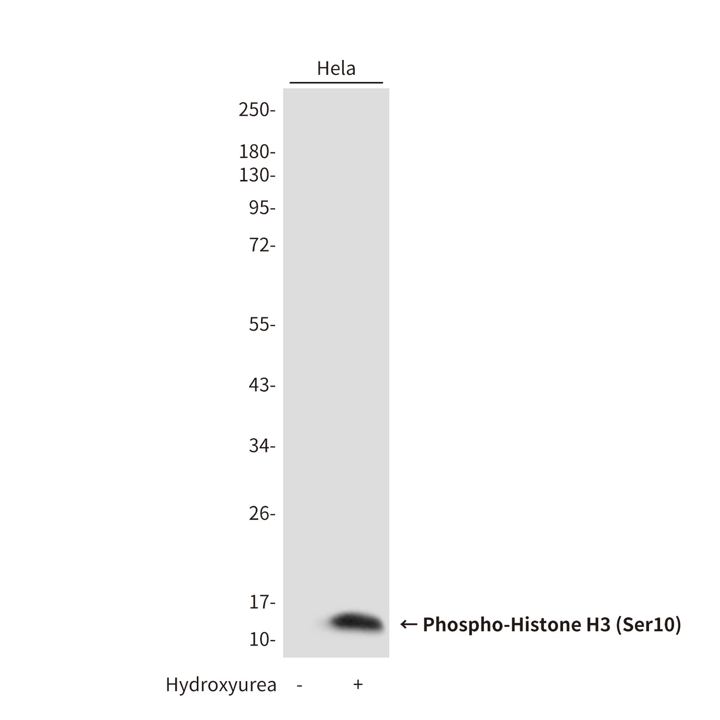Phospho-Histone H3 (Ser10) Rabbit Polyclonal Antibody
