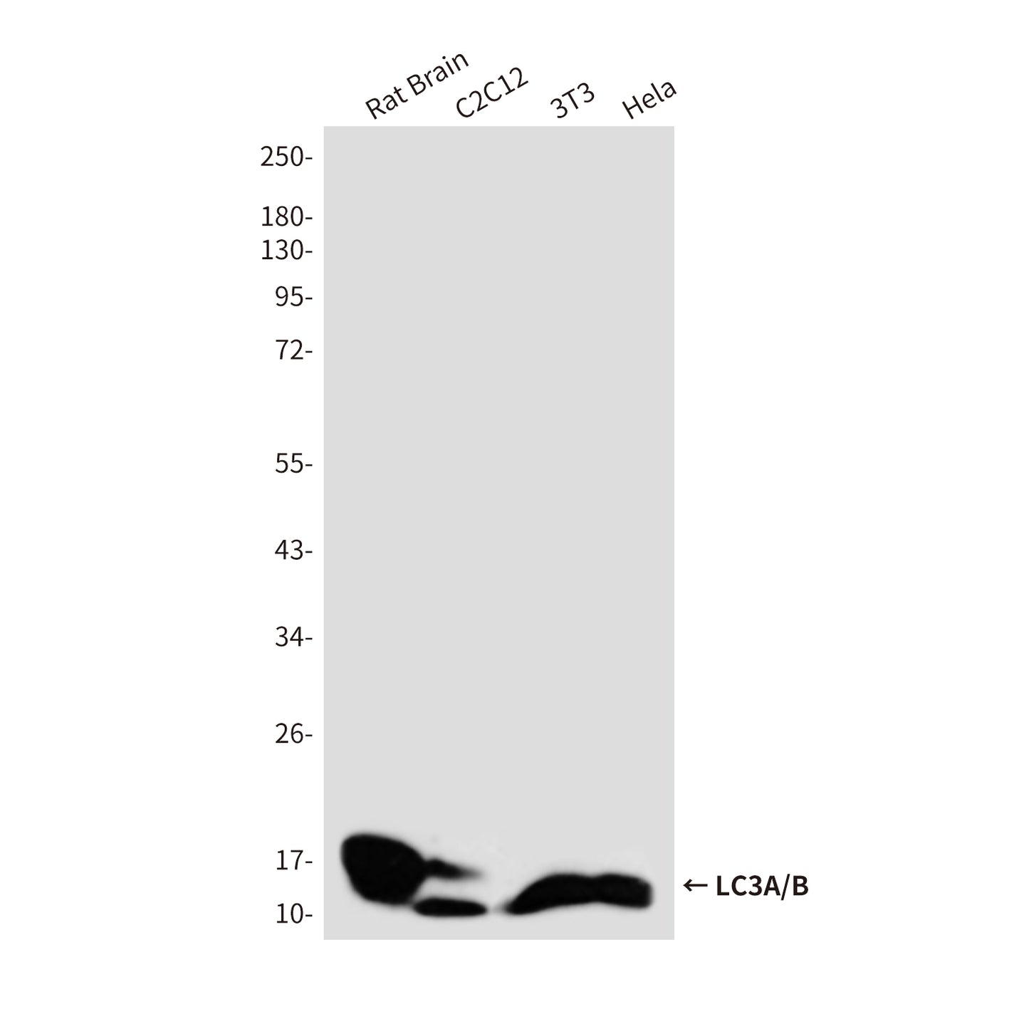 LC3A/B Rabbit Polyclonal Antibody
