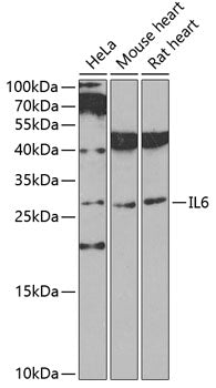 IL-6 Rabbit Polyclonal Antibody