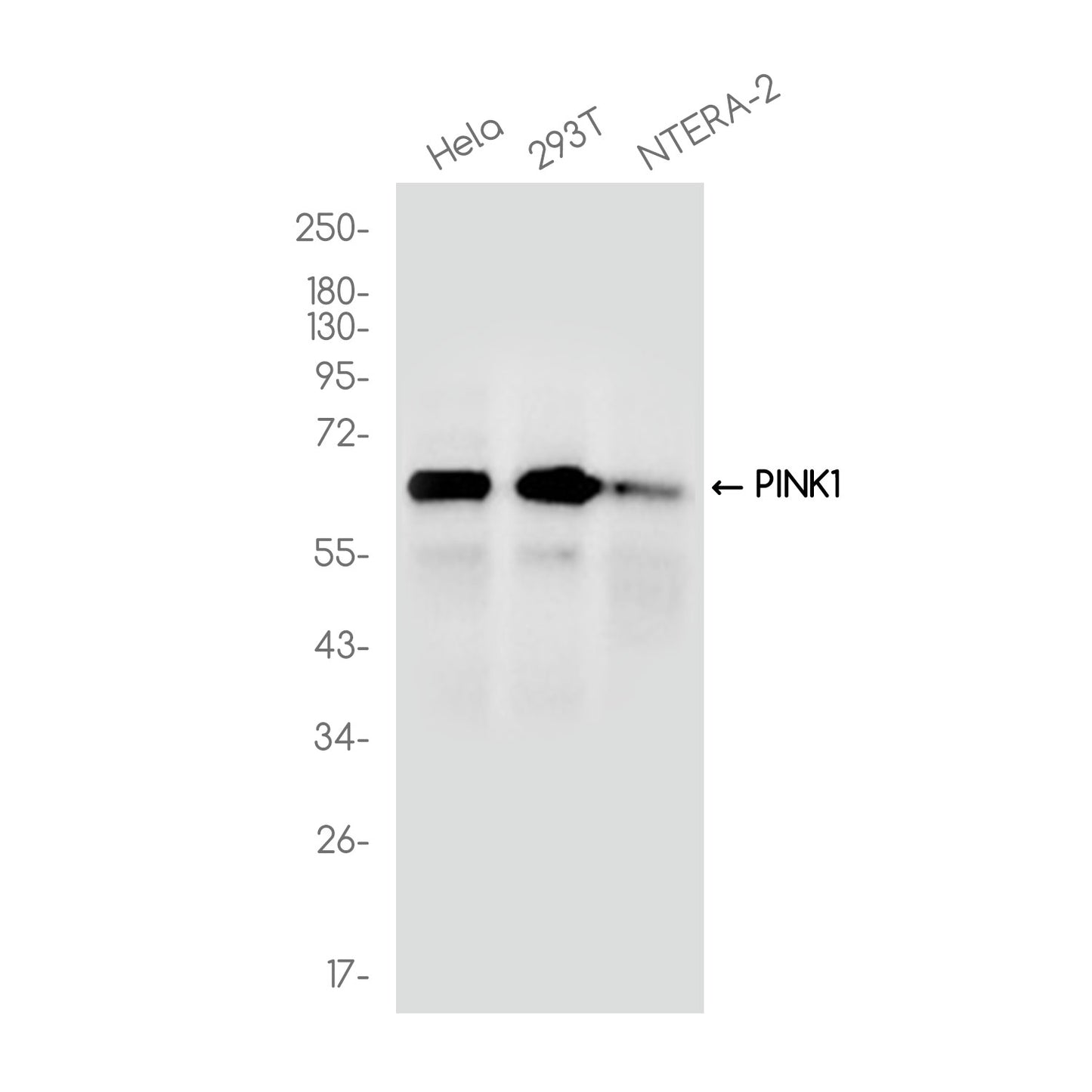 PINK1 Rabbit Polyclonal Antibody