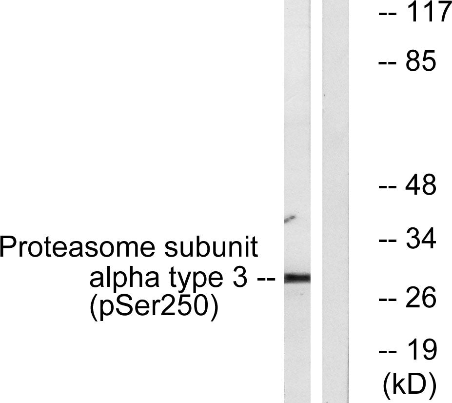 20S Proteasome α3 (phospho Ser250) Rabbit Polyclonal Antibody