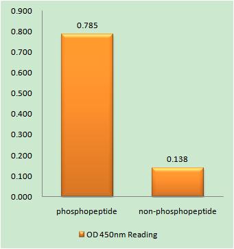 53BP1 (phospho Ser25) Rabbit Polyclonal Antibody