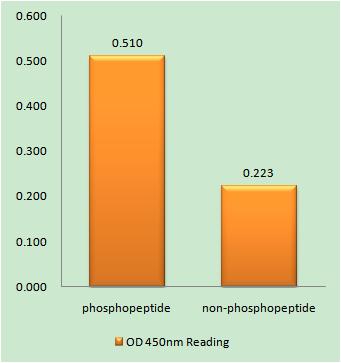 AIP4 (phospho Tyr420) Rabbit Polyclonal Antibody