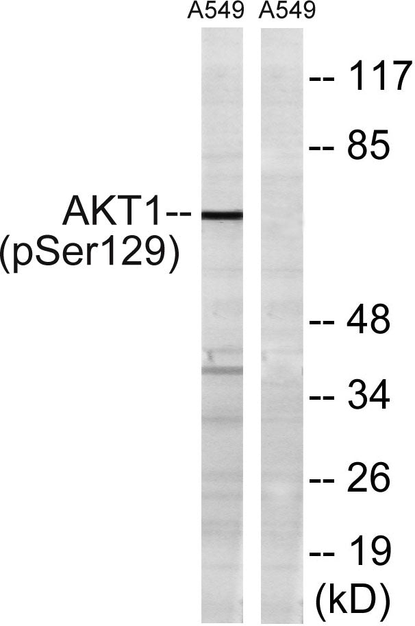 Akt1 (phospho Ser129) Rabbit Polyclonal Antibody