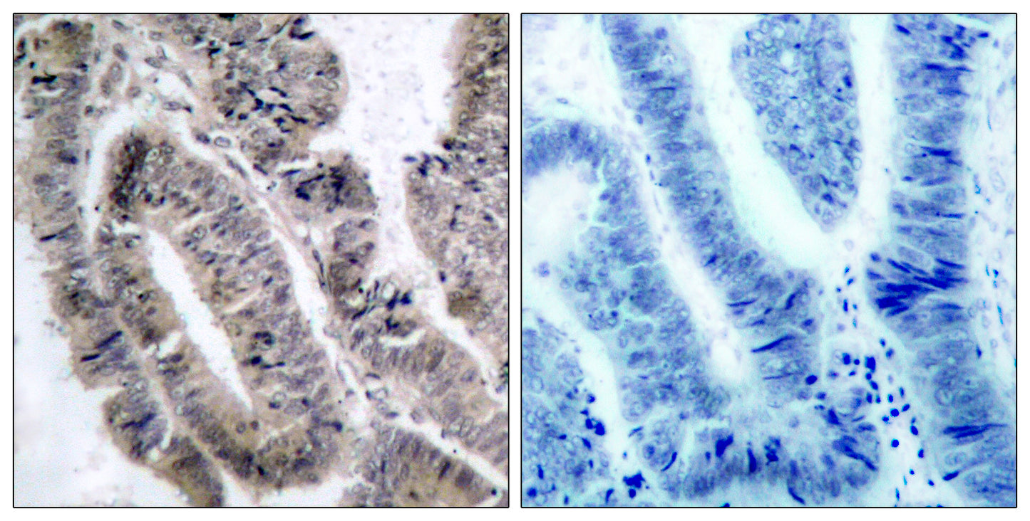 AMPKα1 (phospho Ser496) Rabbit Polyclonal Antibody