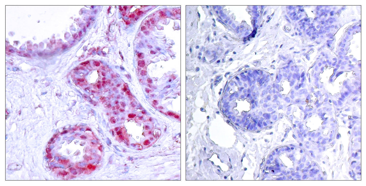 AP-1 (phospho Ser243) Rabbit Polyclonal Antibody