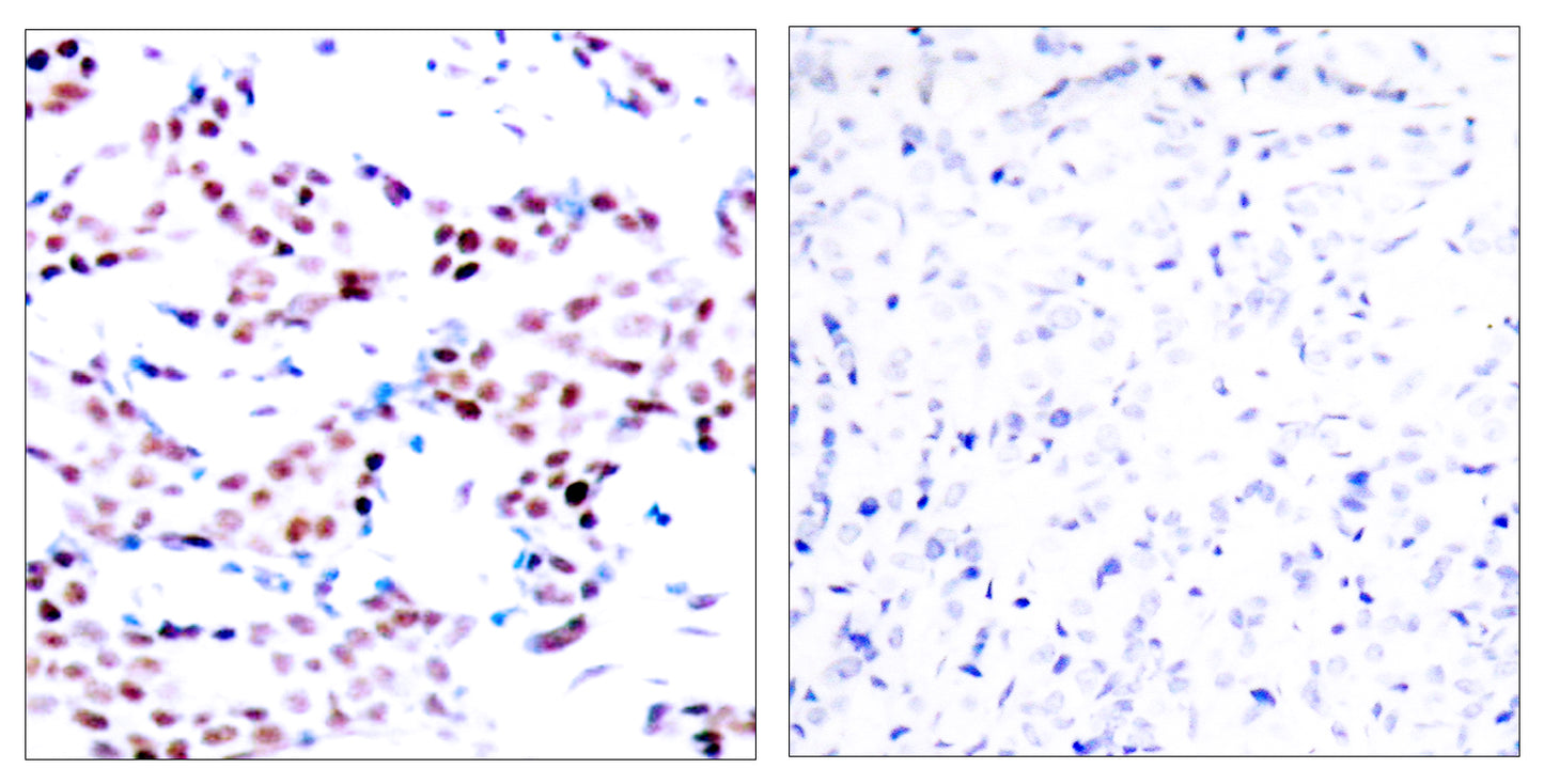 AP-1 (phospho Thr91) Rabbit Polyclonal Antibody