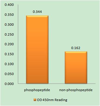 APC1 (phospho Ser355) Rabbit Polyclonal Antibody