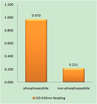 ARK-1 (phospho Ser342) Rabbit Polyclonal Antibody