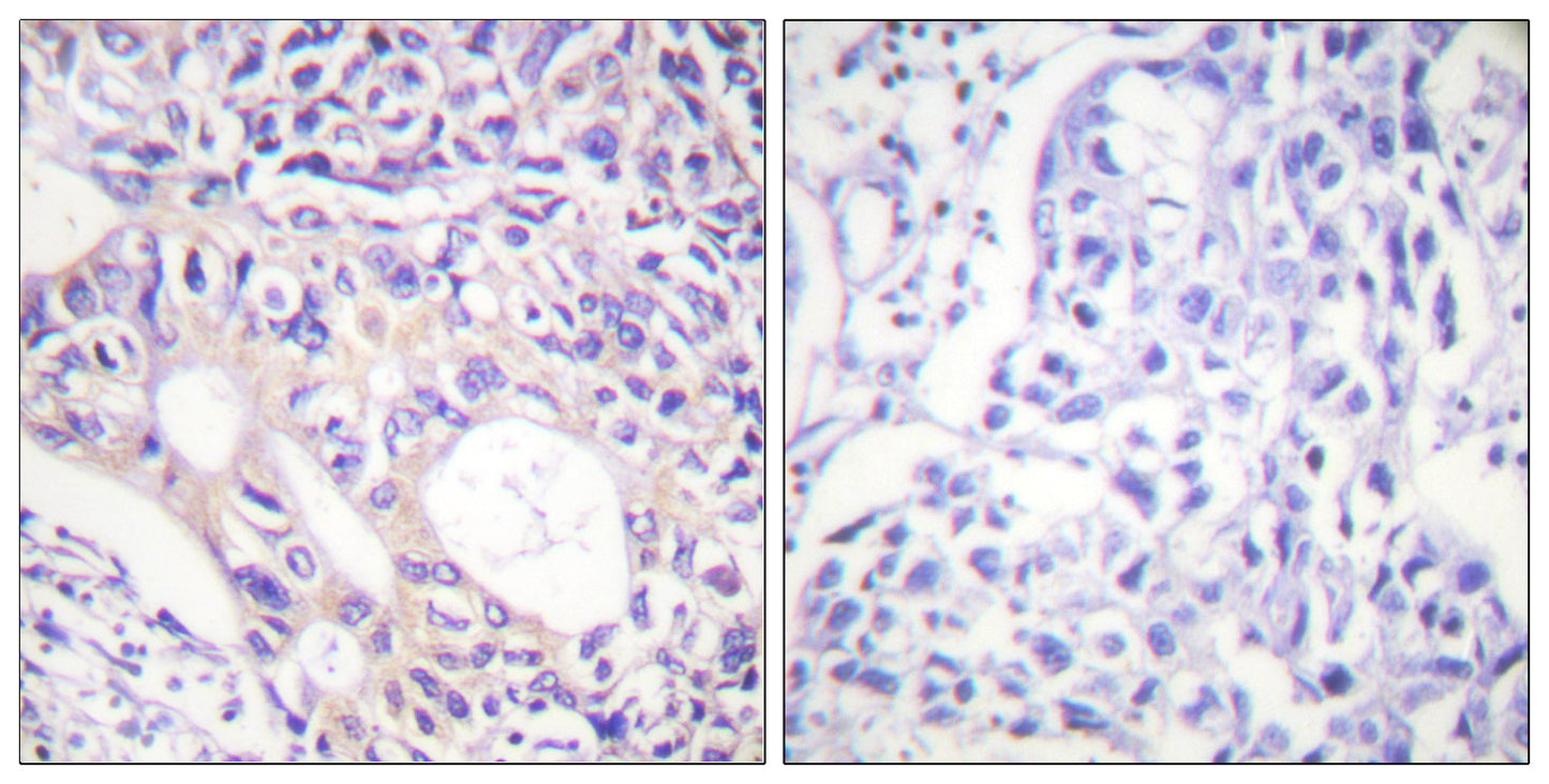 ARK-1 (phospho Thr288) Rabbit Polyclonal Antibody