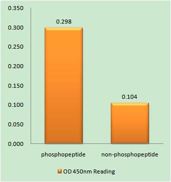 ATF-2 (phospho Ser472) Rabbit Polyclonal Antibody