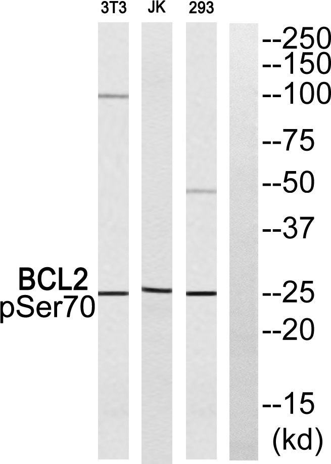 Bcl-2 (phospho Ser70) Rabbit Polyclonal Antibody