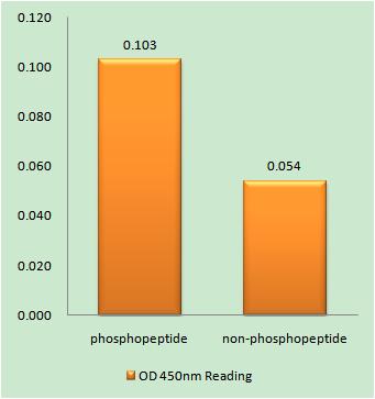 Bcl-x (phospho Thr115) Rabbit Polyclonal Antibody