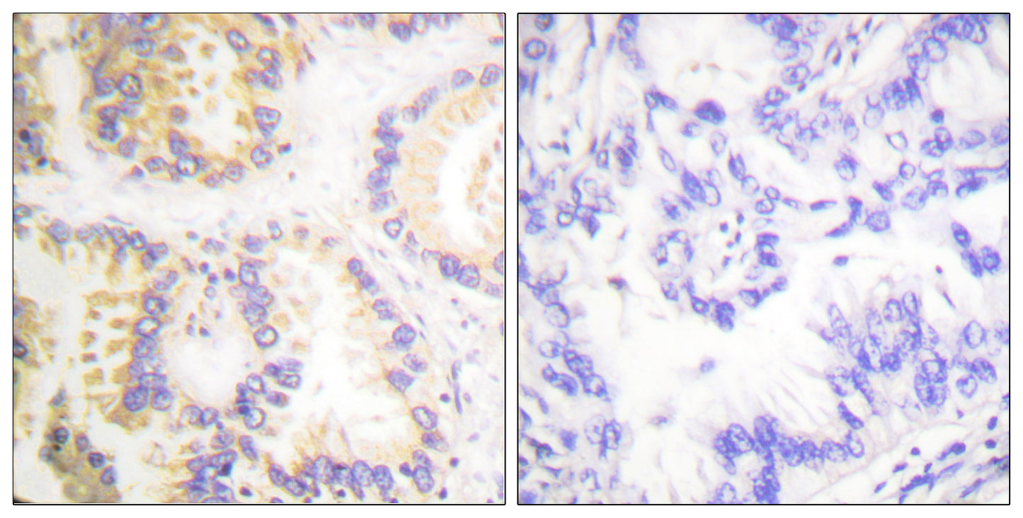 Caspase-8 (phospho Ser347) Rabbit Polyclonal Antibody
